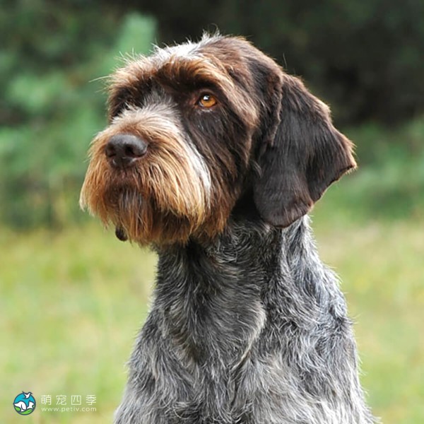 捷克福斯克犬-3