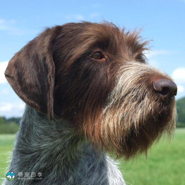 捷克福斯克犬-4