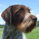 捷克福斯克犬-缩略图-4