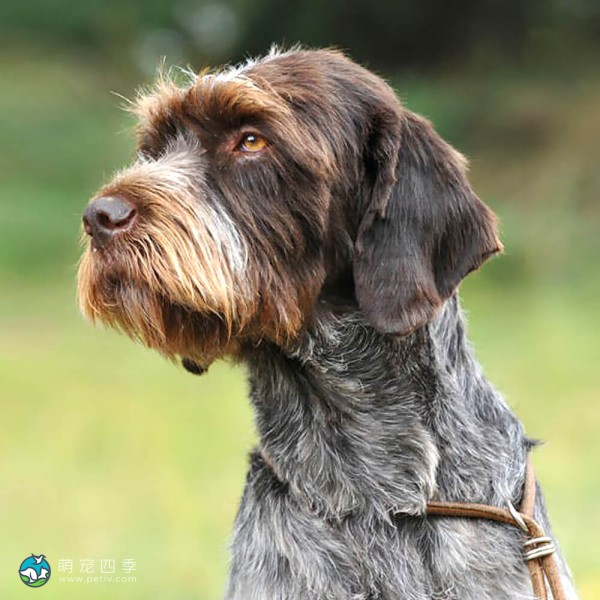 捷克福斯克犬-5