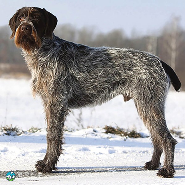 捷克福斯克犬-6