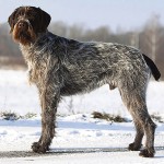 捷克福斯克犬-缩略图-6