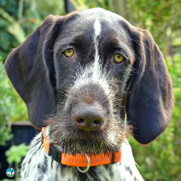 捷克福斯克犬-7