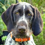 捷克福斯克犬-缩略图-7