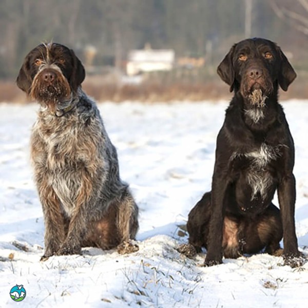 捷克福斯克犬-8