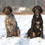 捷克福斯克犬-缩略图-8