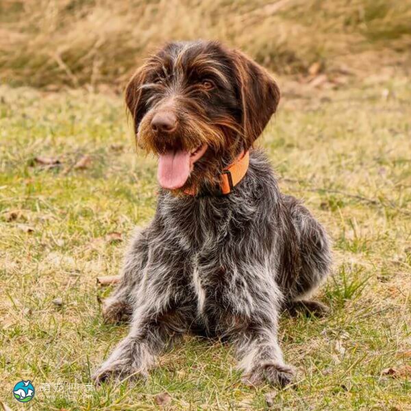 捷克福斯克犬-9