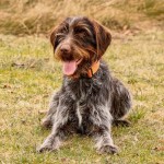 捷克福斯克犬-缩略图-9