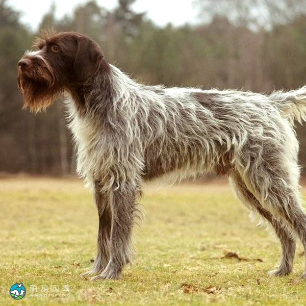 捷克福斯克犬-10