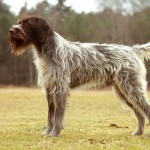 捷克福斯克犬-缩略图-10