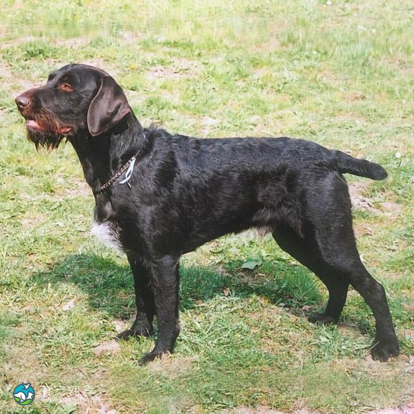 捷克福斯克犬-11