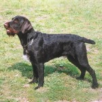 捷克福斯克犬-缩略图-11