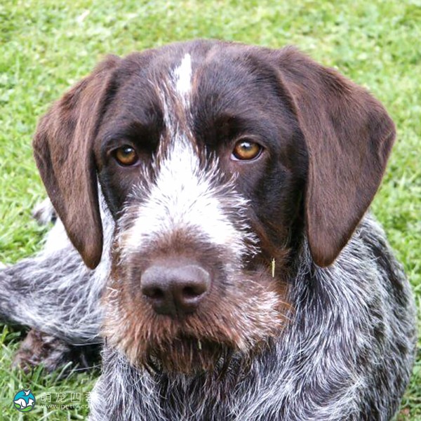 捷克福斯克犬-12