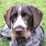 捷克福斯克犬-缩略图-12