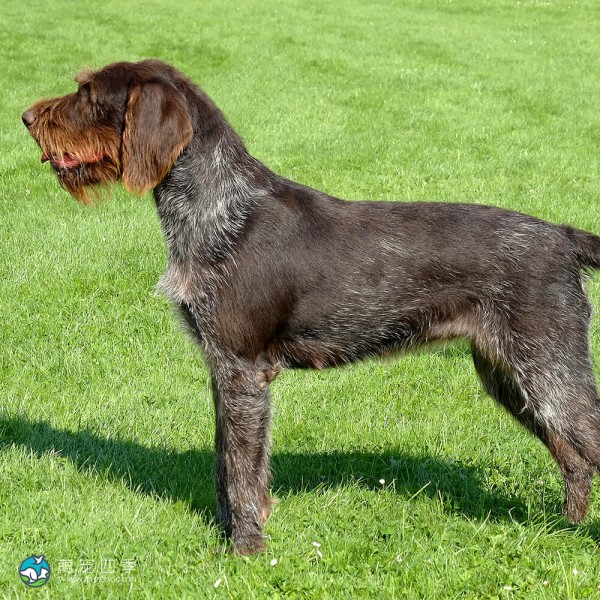 捷克福斯克犬-13