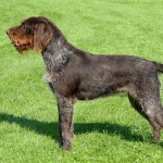 捷克福斯克犬-缩略图-13