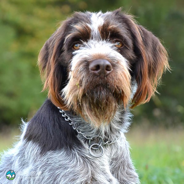 捷克福斯克犬-14