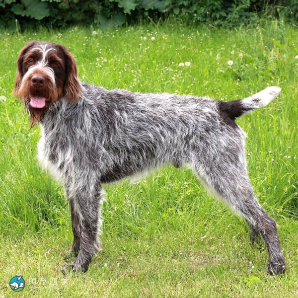 捷克福斯克犬-15