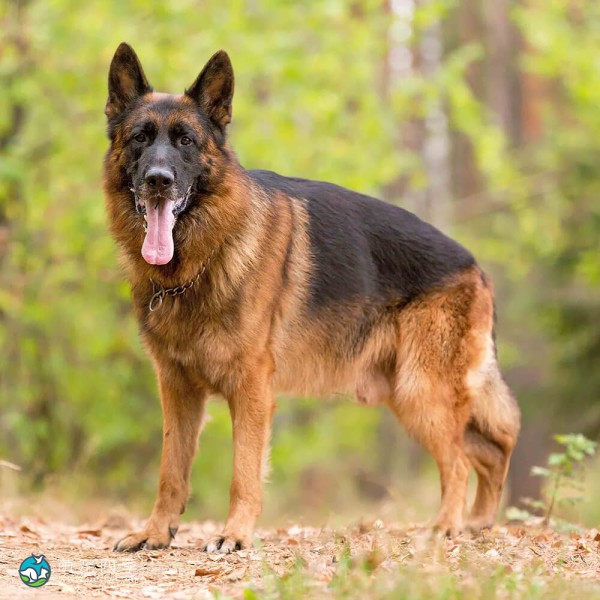 德国牧羊犬-1