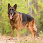 德国牧羊犬-缩略图-1