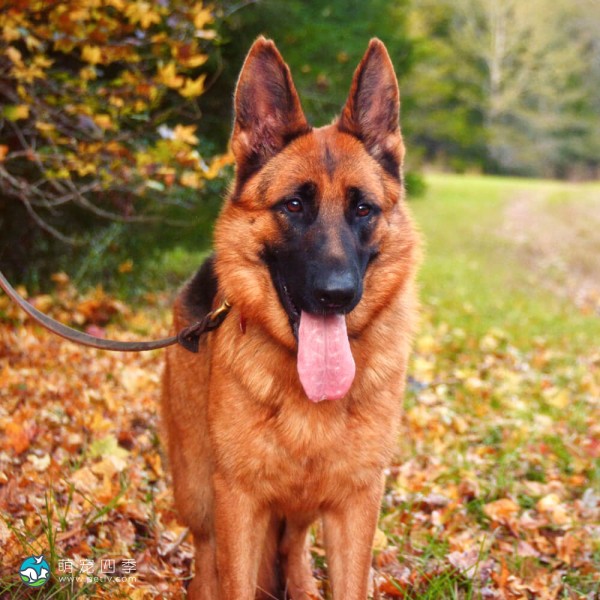 德国牧羊犬-2