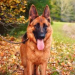 德国牧羊犬-缩略图-2