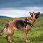 德国牧羊犬-缩略图-3