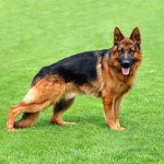 德国牧羊犬-缩略图-4