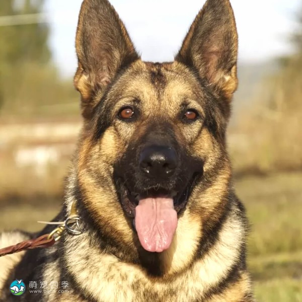 德国牧羊犬-5