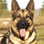 德国牧羊犬-缩略图-5