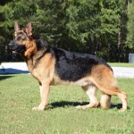 德国牧羊犬-缩略图-6