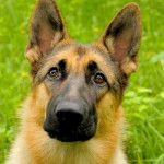 德国牧羊犬-缩略图-8