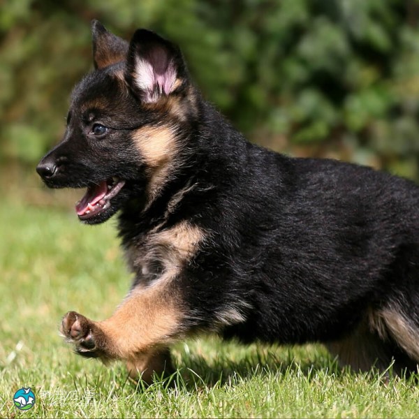 德国牧羊犬-9
