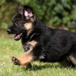 德国牧羊犬-缩略图-9