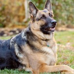 德国牧羊犬-缩略图-10