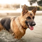 德国牧羊犬-缩略图-12