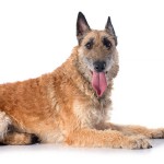 拉坎诺犬-缩略图-1