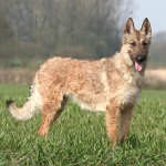 拉坎诺犬-缩略图-2