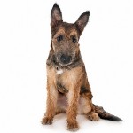 拉坎诺犬-缩略图-3