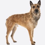 拉坎诺犬-缩略图-4