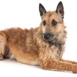 拉坎诺犬-缩略图-5