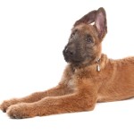 拉坎诺犬-缩略图-6