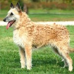 拉坎诺犬-缩略图-7