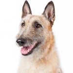 拉坎诺犬-缩略图-8