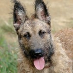 拉坎诺犬-缩略图-9