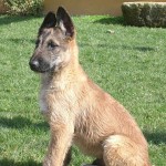 拉坎诺犬-缩略图-10