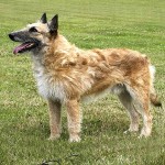 拉坎诺犬-缩略图-11