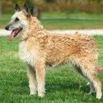 拉坎诺犬-缩略图-12