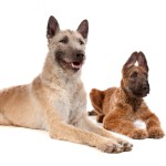 拉坎诺犬-缩略图-13