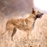 拉坎诺犬-缩略图-14